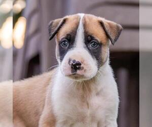Boxer-Unknown Mix Dogs for adoption in San Diego, CA, USA