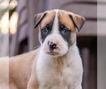 Small Boxer Mix
