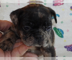 French Bulldog Puppy for sale in WISC RAPIDS, WI, USA