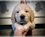 Small #3 Golden Retriever