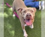 Small American Staffordshire Terrier Mix