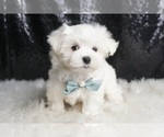 Small Photo #15 Maltese Puppy For Sale in WARSAW, IN, USA