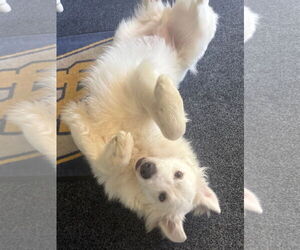 Great Pyrenees Dogs for adoption in Bonita Springs, FL, USA