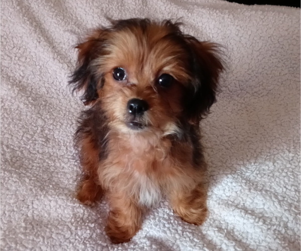 Medium Photo #1 Shih-Poo Puppy For Sale in JACKSONVILLE, OH, USA