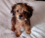 Small Photo #1 Shih-Poo Puppy For Sale in JACKSONVILLE, OH, USA