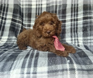 Cock-A-Poo Puppy for sale in LAKELAND, FL, USA