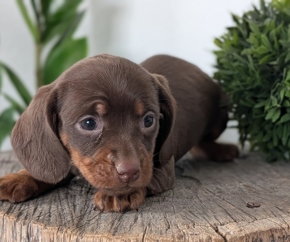 Medium Photo #41 Dachshund Puppy For Sale in GOSHEN, IN, USA
