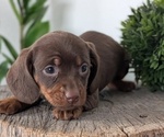 Small #11 Dachshund