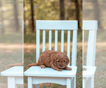 Small Photo #6 Goldendoodle (Miniature) Puppy For Sale in ASH GROVE, MO, USA