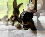 Small #1 Yorkshire Terrier
