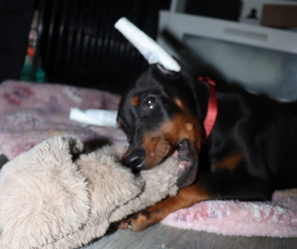 Medium Photo #1 Doberman Pinscher Puppy For Sale in ALLENTOWN, PA, USA
