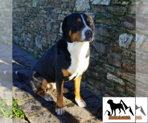 Father of the Greater Swiss Mountain Dog puppies born on 01/09/2023