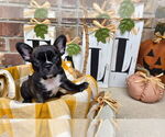 Litter of 4 - Male(s) and Female(s) French BulldogLitter of Puppies for Sale - Photo #8