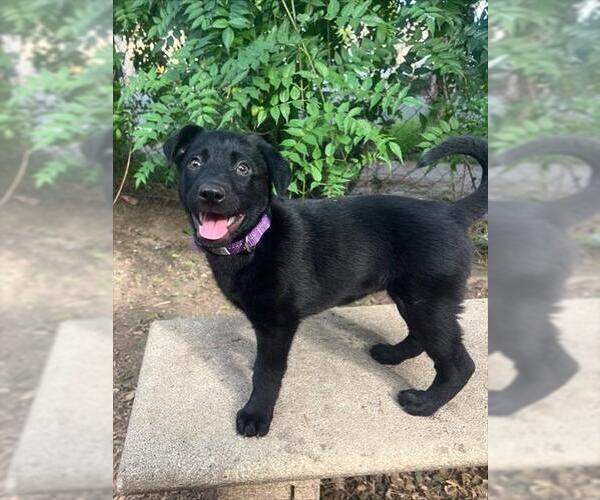 Medium Photo #1 German Shepherd Dog-Unknown Mix Puppy For Sale in Camarillo, CA, USA