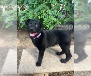 German Shepherd Dog-Unknown Mix Dogs for adoption in Camarillo, CA, USA