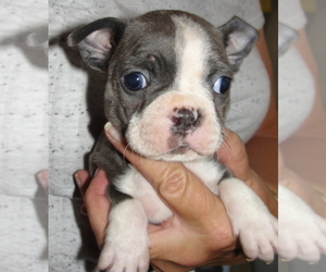 Boston Terrier Puppy for sale in BEND, OR, USA