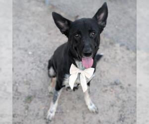 German Shepherd Dog-Unknown Mix Dogs for adoption in Conroe, TX, USA