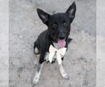 JULANE - Female German Shepherd Dog-Unknown Mix Dog for Adoption - Small photo