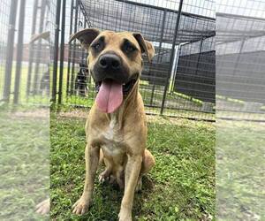 Izzy - Female Black Mouth Cur-Unknown Mix Dog for Adoption - Photo #3