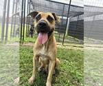 Small #2 Black Mouth Cur Mix