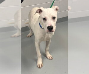 Mutt Dogs for adoption in St. Cloud, FL, USA