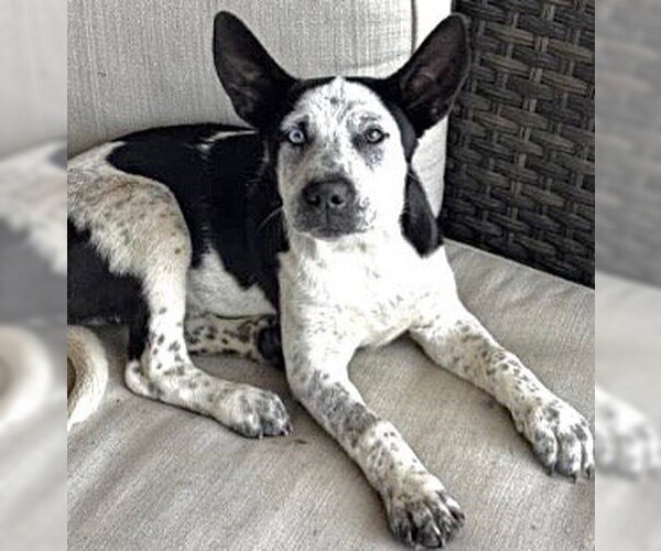 Medium Photo #1 Mutt Puppy For Sale in Houston, TX, USA