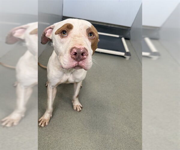 Medium Photo #1 Mutt Puppy For Sale in Fayetteville, NC, USA