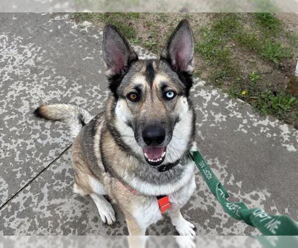 Medium Photo #2 Siberian Husky-Unknown Mix Puppy For Sale in Pasadena, CA, USA