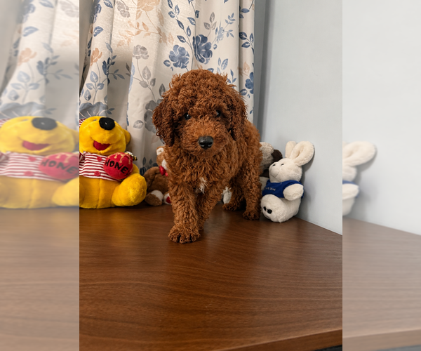 Medium Photo #3 Poodle (Miniature) Puppy For Sale in DURHAM, CT, USA