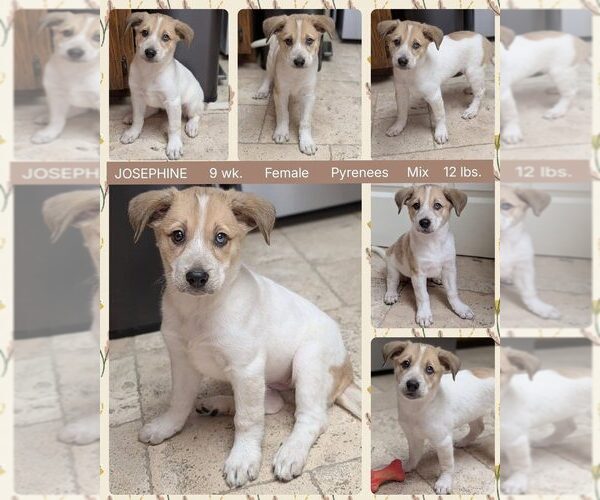 Medium Photo #2 Great Pyrenees-Unknown Mix Puppy For Sale in Mesa, AZ, USA