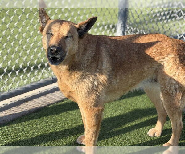 Medium Photo #2 German Shepherd Dog-Unknown Mix Puppy For Sale in Grand Prairie, TX, USA