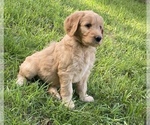 Small Photo #1 Goldendoodle Puppy For Sale in MIDLOTHIAN, VA, USA