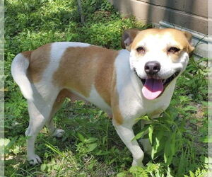 Mutt Dogs for adoption in Boston, MA, USA