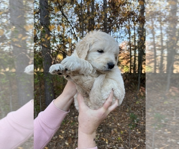 Medium Photo #2 Goldendoodle Puppy For Sale in EAU CLAIRE, WI, USA