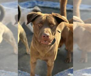 - Mix Dogs for adoption in Coldwater, MI, USA