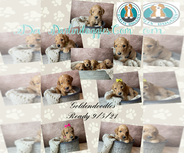 Medium Photo #1 Goldendoodle Puppy For Sale in CONCORD, NC, USA