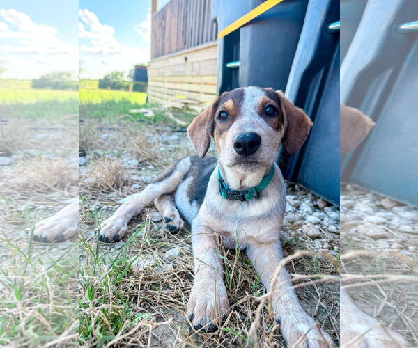 Medium Photo #1 Collie Puppy For Sale in Denton, TX, USA