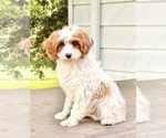Small #2 Cavapoo (Miniature)