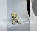 Small Photo #3 Labrador Retriever Puppy For Sale in LONG BEACH, CA, USA