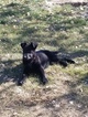 Small Photo #1 German Shepherd Dog Puppy For Sale in WINNEMUCCA, NV, USA
