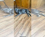 Small Neapolitan Mastiff