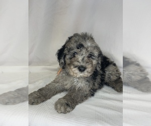 Bernedoodle Puppy for sale in COLBERT, WA, USA