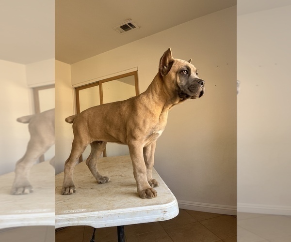 Medium Photo #6 Cane Corso Puppy For Sale in BEAUMONT, CA, USA
