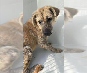 Shepradors Dogs for adoption in Houston, TX, USA