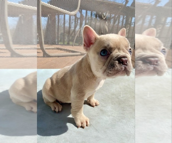 Medium Photo #3 French Bulldog Puppy For Sale in HAMILTON, OH, USA
