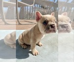 Small #2 French Bulldog