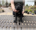 Small Photo #27 Cane Corso Puppy For Sale in LAND O LAKES, FL, USA