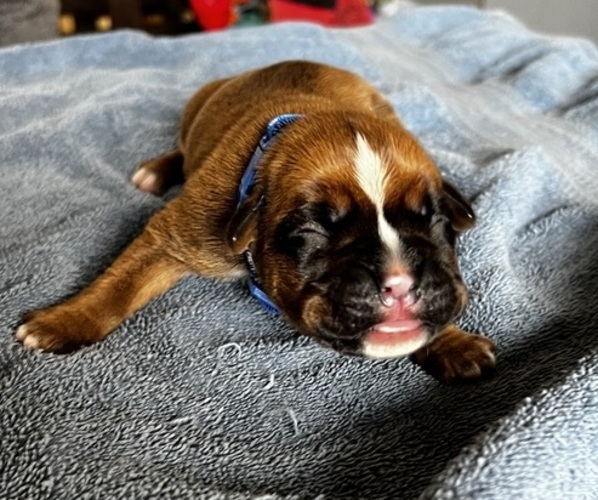 Medium Photo #1 Boxer Puppy For Sale in BLOOMINGTON, IL, USA