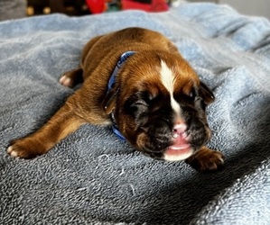 Boxer Puppy for sale in BLOOMINGTON, IL, USA