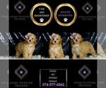 Small Photo #95 Poodle (Miniature) Puppy For Sale in WARSAW, IN, USA